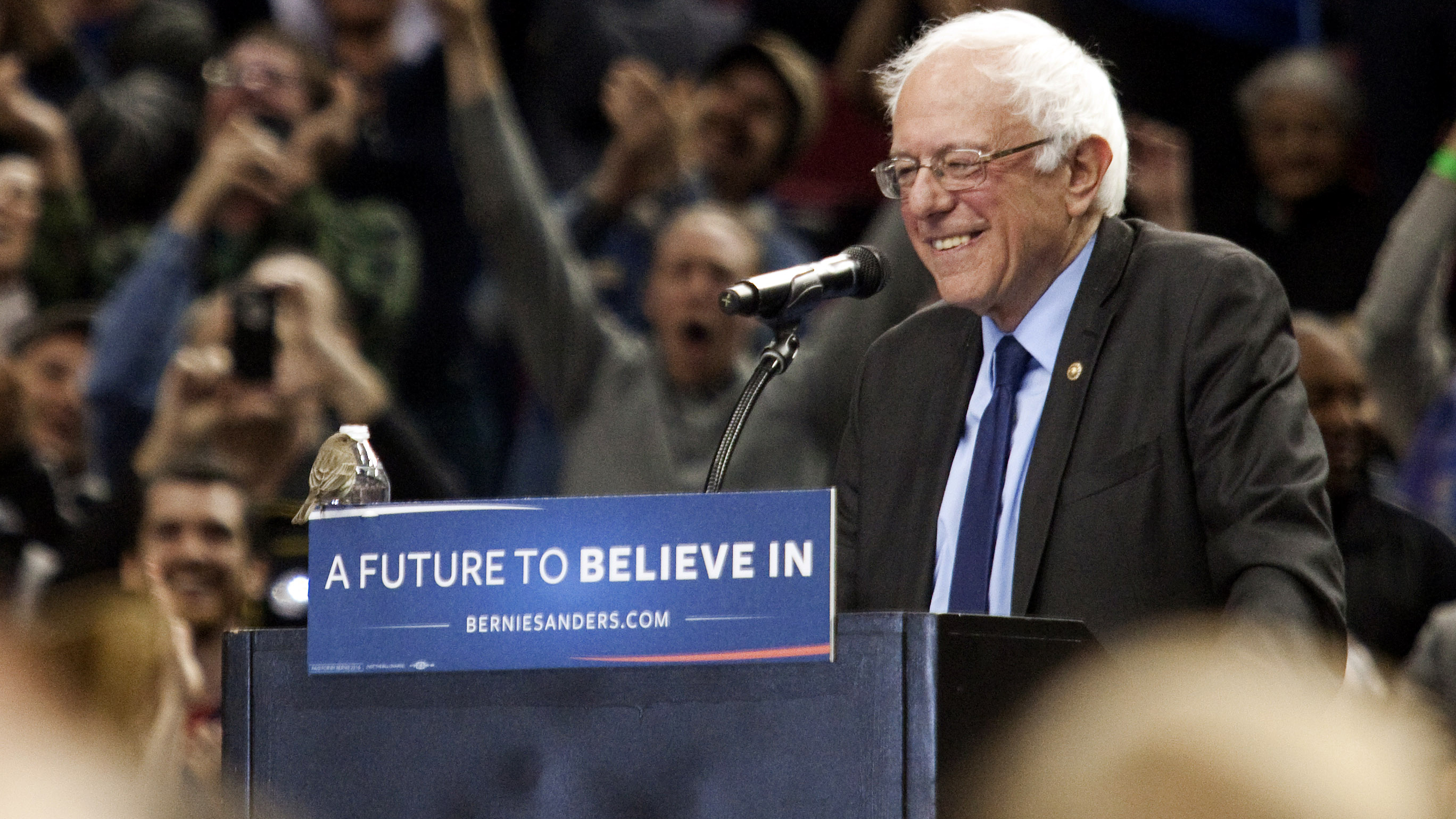 Crowd Goes Wild After Small Bird Lands On Bernie Sanders' Podium | Wfaa.com